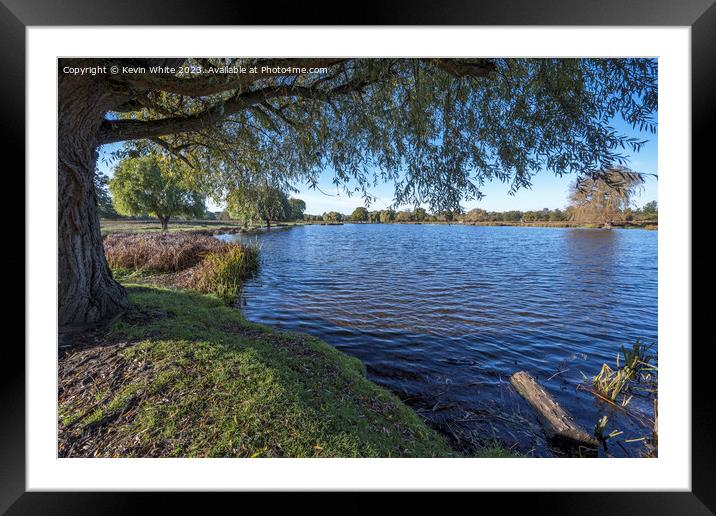 Resting under the willow tree next to Heron pond in Bushy Park Framed Mounted Print by Kevin White