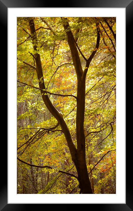 Sunlit autumn leaves  Framed Mounted Print by Simon Johnson