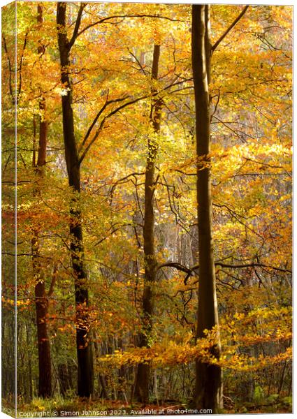 Sunlit autumn trees  Canvas Print by Simon Johnson