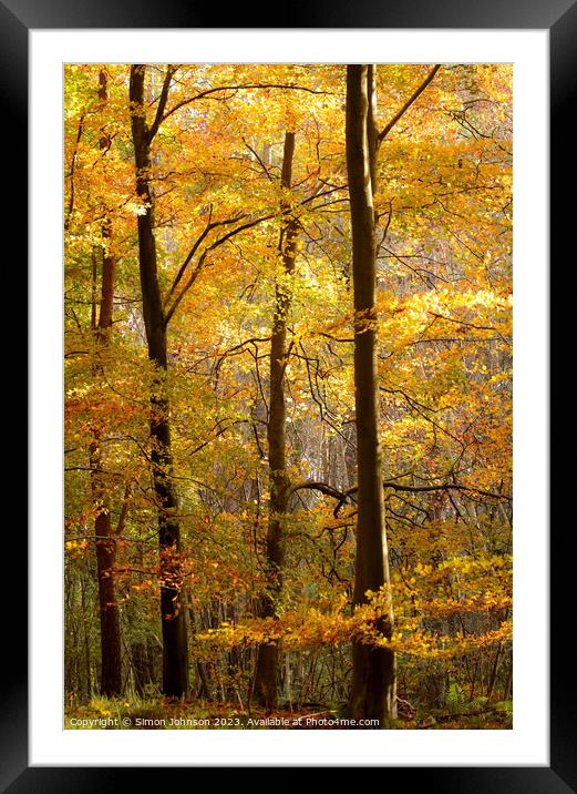 Sunlit autumn trees  Framed Mounted Print by Simon Johnson