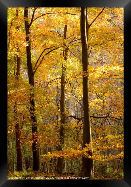Sunlit autumn trees  Framed Print by Simon Johnson