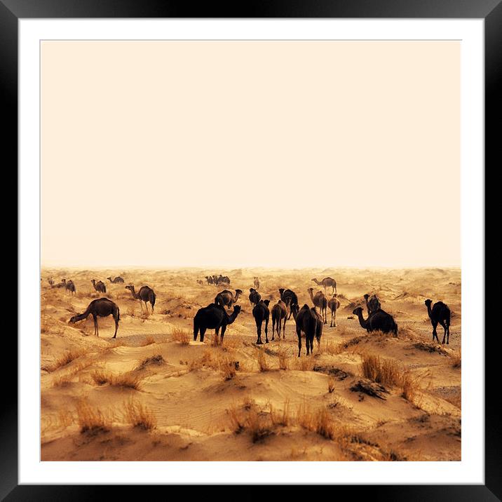 camels Framed Mounted Print by david harding