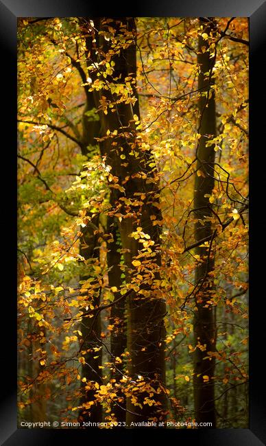 Sunlit Leaves  Framed Print by Simon Johnson