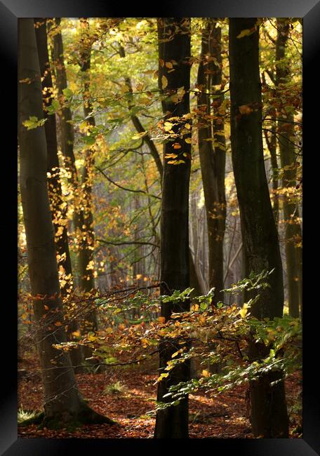 Sunlit Leaves  Framed Print by Simon Johnson