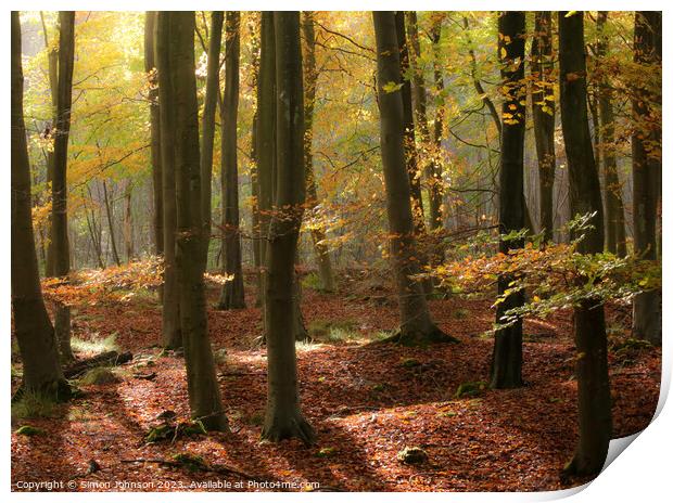 Autumn Woodland  Print by Simon Johnson