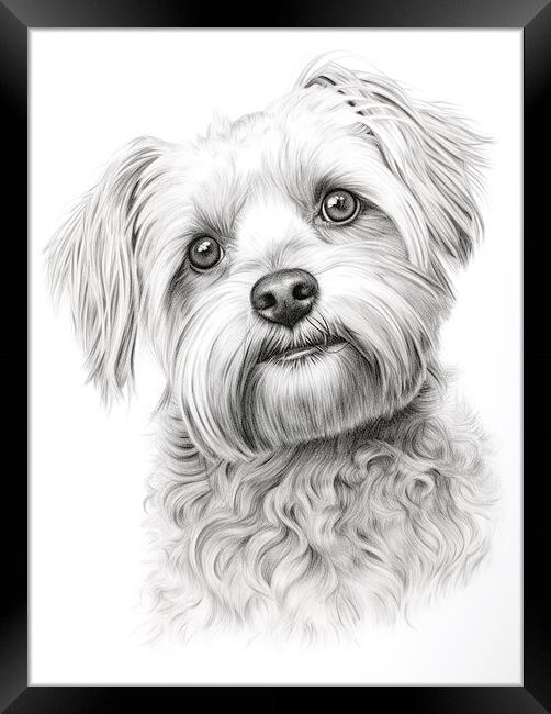 Dandie Dinmont Terrier Pencil Drawing Framed Print by K9 Art