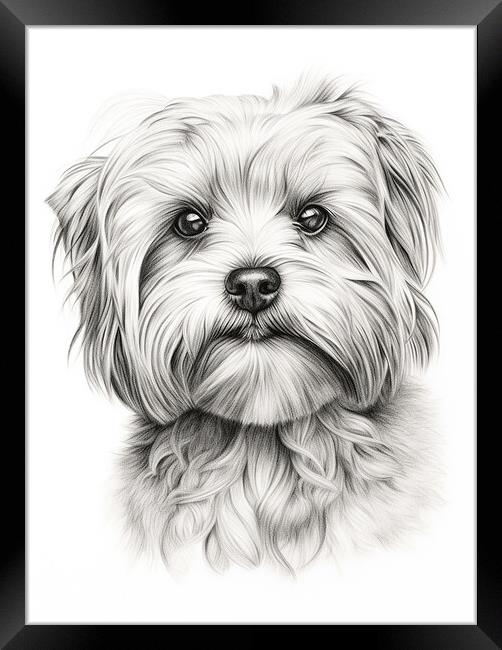 Dandie Dinmont Terrier Pencil Drawing Framed Print by K9 Art