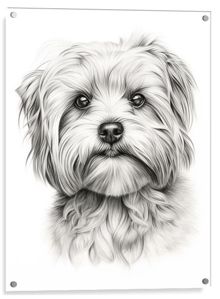 Dandie Dinmont Terrier Pencil Drawing Acrylic by K9 Art