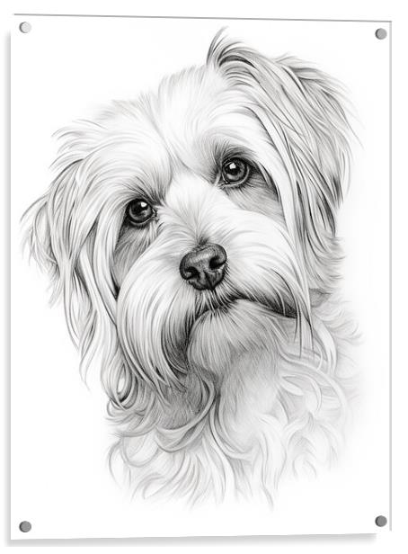 Dandie Dinmont Terrier Pencil Drawing Acrylic by K9 Art