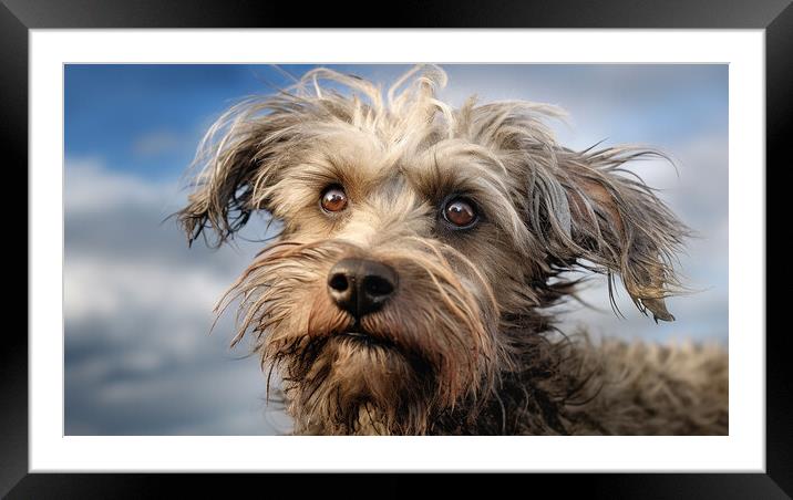 Dandie Dinmont Terrier Framed Mounted Print by K9 Art