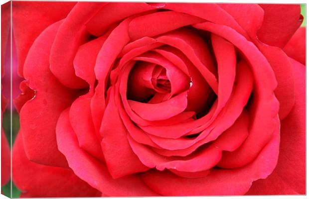 Roses are Red Canvas Print by Clare FitzGerald