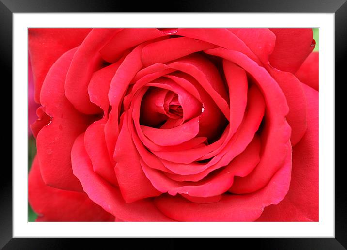 Roses are Red Framed Mounted Print by Clare FitzGerald