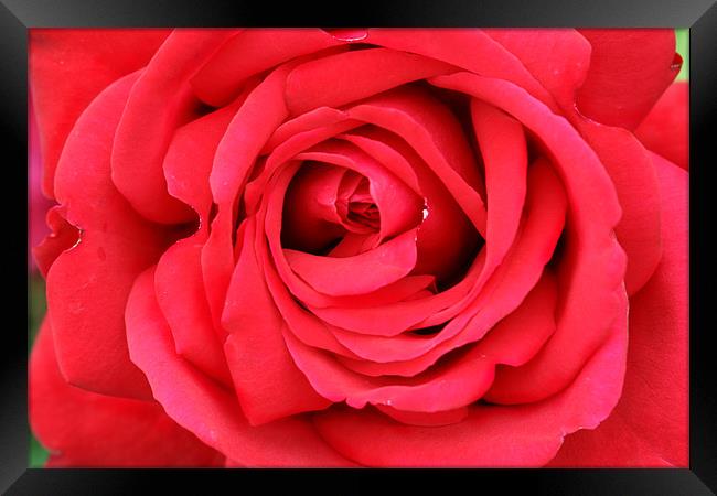 Roses are Red Framed Print by Clare FitzGerald