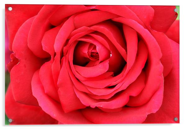 Roses are Red Acrylic by Clare FitzGerald