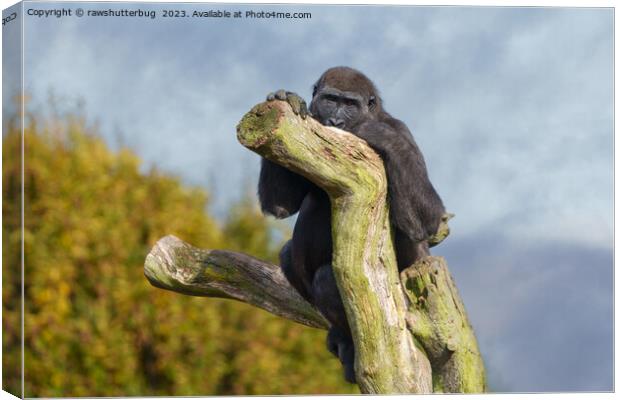 Gorilla Resting On A Tree Canvas Print by rawshutterbug 