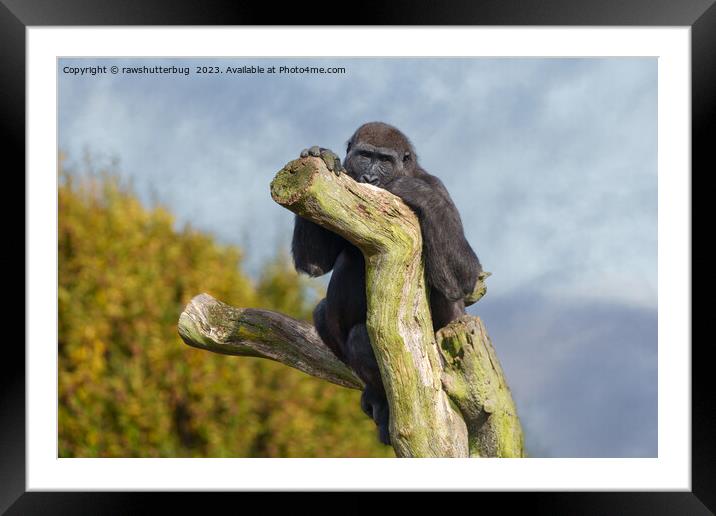 Gorilla Resting On A Tree Framed Mounted Print by rawshutterbug 