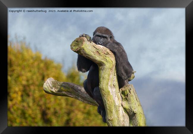 Gorilla Resting On A Tree Framed Print by rawshutterbug 