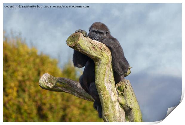 Gorilla Resting On A Tree Print by rawshutterbug 