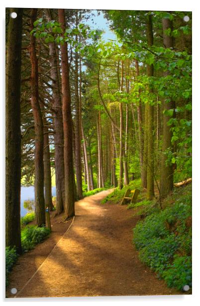 Langsett Reservoir Woods Acrylic by Alison Chambers