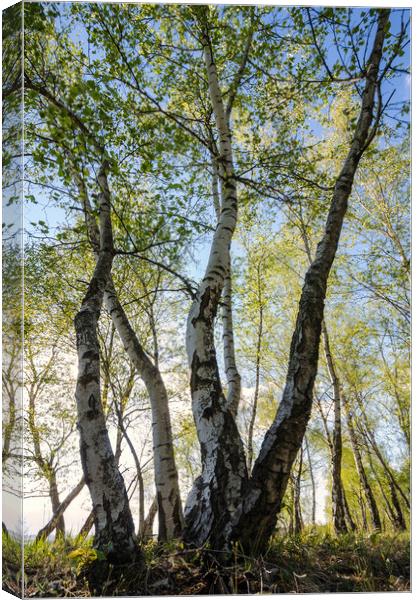 Birches tree Canvas Print by Steffen Gierok-Latniak