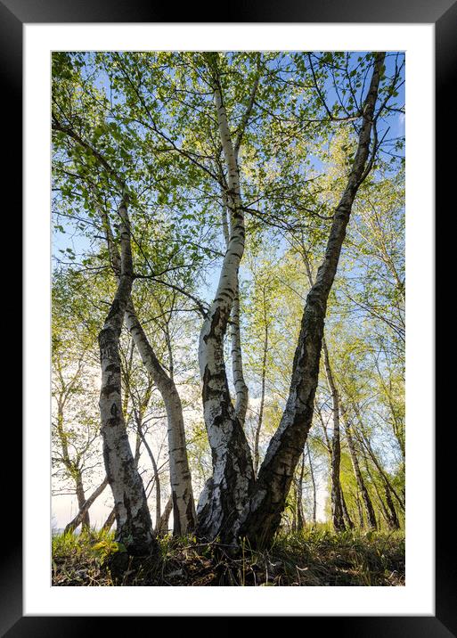 Birches tree Framed Mounted Print by Steffen Gierok-Latniak