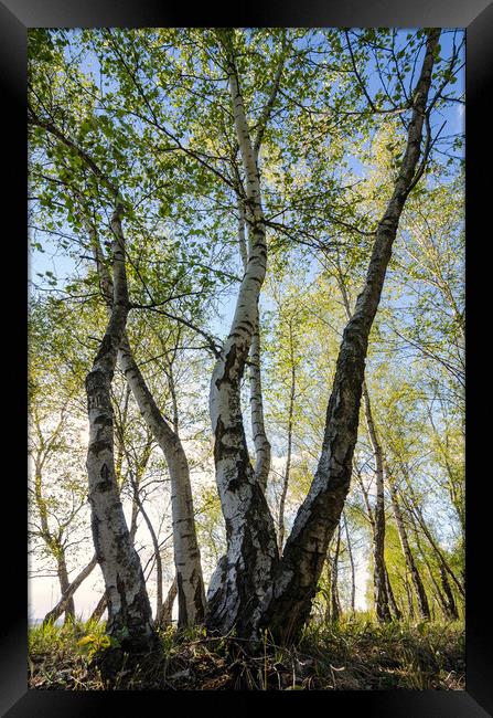Birches tree Framed Print by Steffen Gierok-Latniak