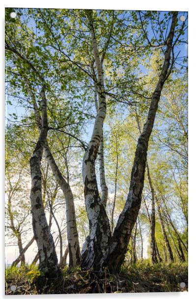 Birches tree Acrylic by Steffen Gierok-Latniak
