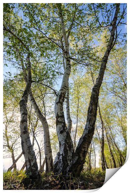 Birches tree Print by Steffen Gierok-Latniak