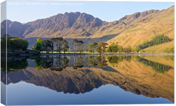 Buttermere Pines Canvas Print by Tony Walsh