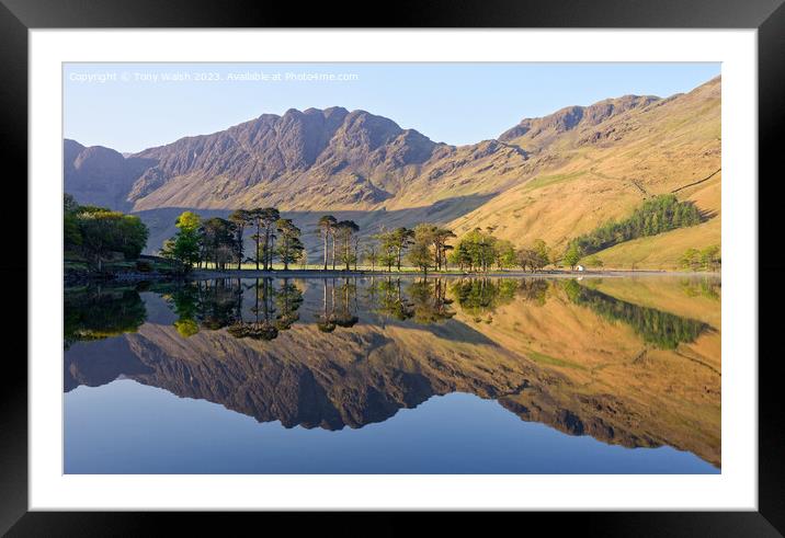 Buttermere Pines Framed Mounted Print by Tony Walsh