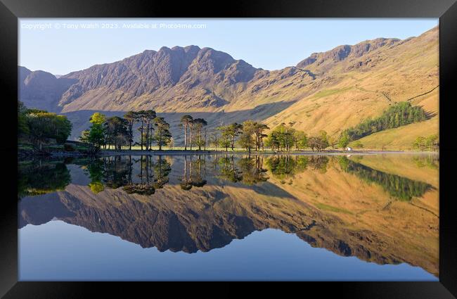 Buttermere Pines Framed Print by Tony Walsh