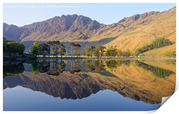 Buttermere Pines Print by Tony Walsh