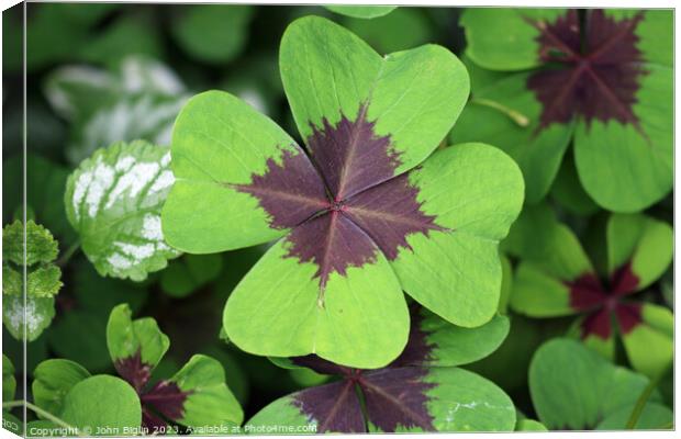 Variegated four leaf lucky clover leaves in close  Canvas Print by John Biglin