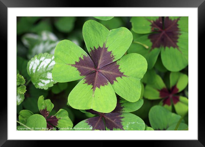 Variegated four leaf lucky clover leaves in close  Framed Mounted Print by John Biglin
