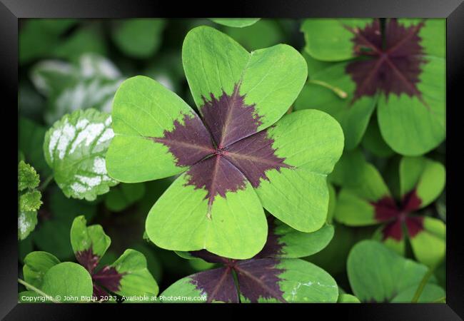 Variegated four leaf lucky clover leaves in close  Framed Print by John Biglin