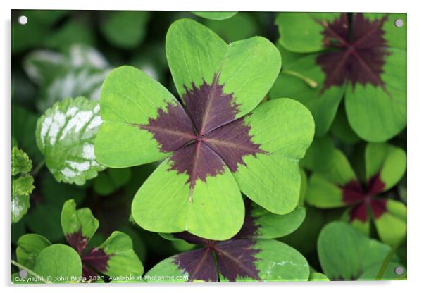 Variegated four leaf lucky clover leaves in close  Acrylic by John Biglin
