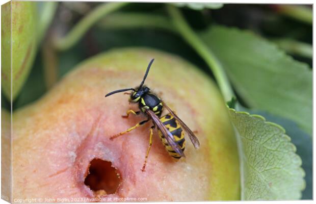 Apple with chewed hole and wasp Canvas Print by John Biglin