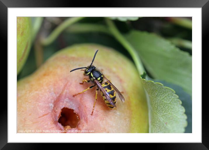 Apple with chewed hole and wasp Framed Mounted Print by John Biglin