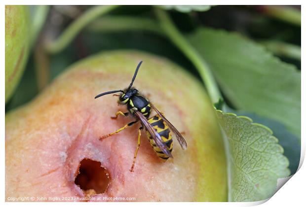 Apple with chewed hole and wasp Print by John Biglin