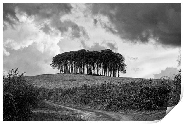 Nearly Home Trees, Coming home trees, Cornwall trees Cookworthy  Print by kathy white
