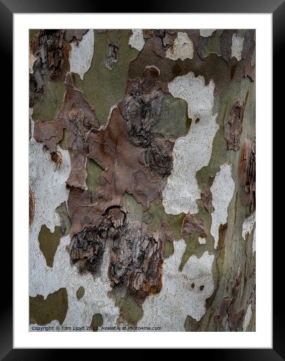 Madeira Eucalyptus Tree Framed Mounted Print by Tom Lloyd