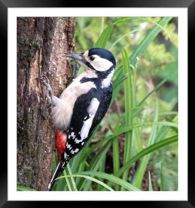 Great spotted woodpecker,  Framed Mounted Print by kathy white