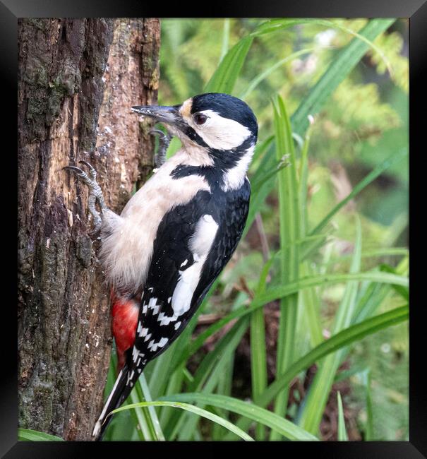 Great spotted woodpecker,  Framed Print by kathy white