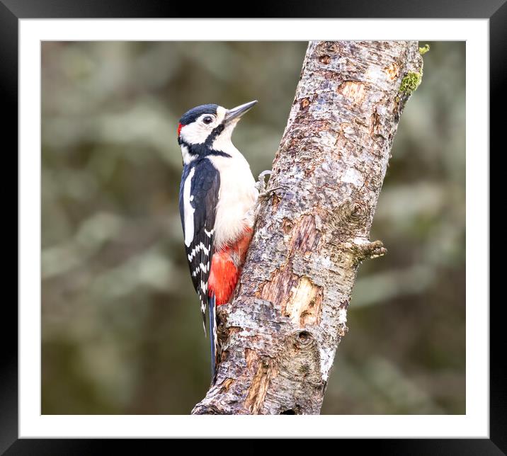 Great spotted woodpecker,  Framed Mounted Print by kathy white