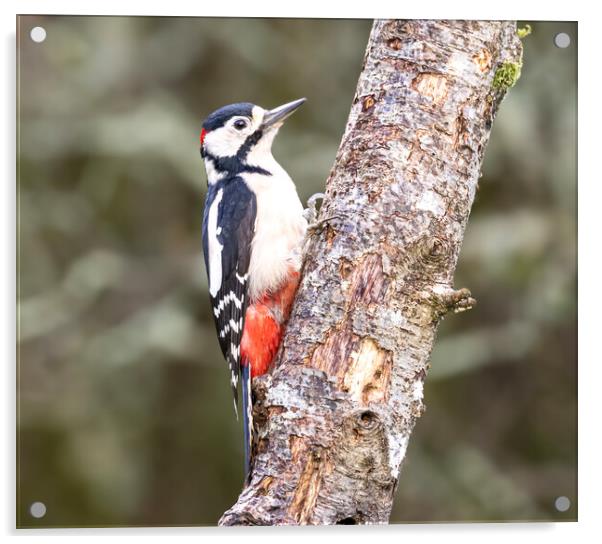 Great spotted woodpecker,  Acrylic by kathy white