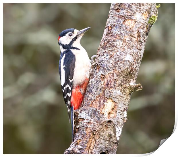 Great spotted woodpecker,  Print by kathy white