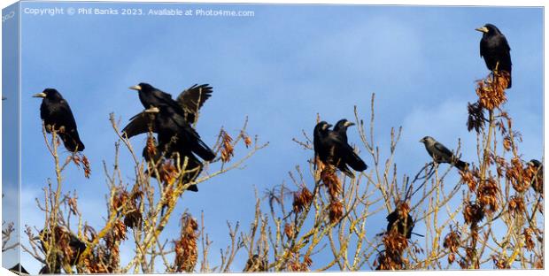 Rooks and one jackdaw in the treetops Canvas Print by Phil Banks