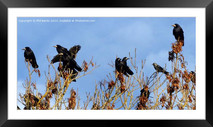 Rooks and one jackdaw in the treetops Framed Mounted Print by Phil Banks