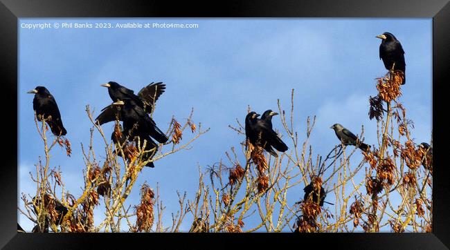 Rooks and one jackdaw in the treetops Framed Print by Phil Banks