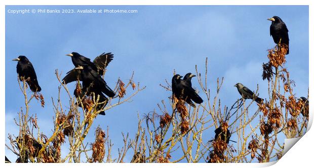 Rooks and one jackdaw in the treetops Print by Phil Banks